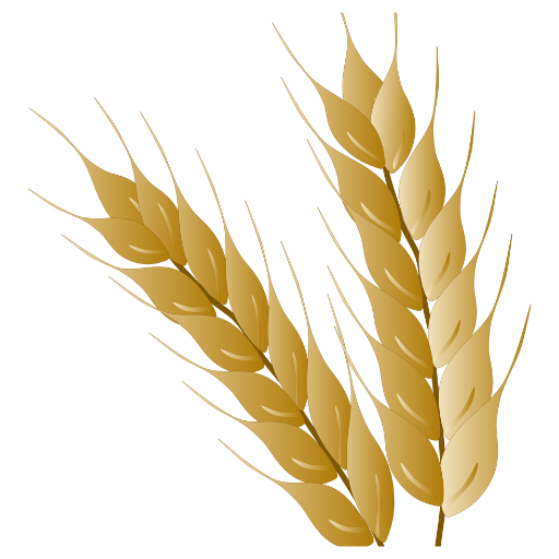 Organic Wheat